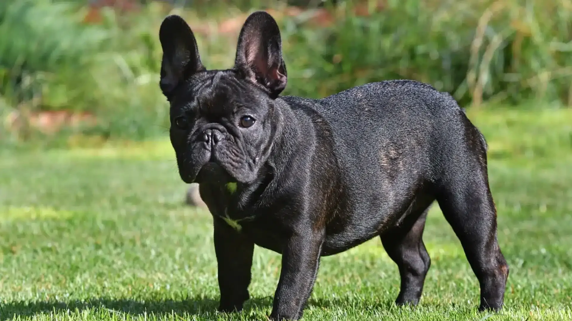 Pure Black French Bulldog in a field.