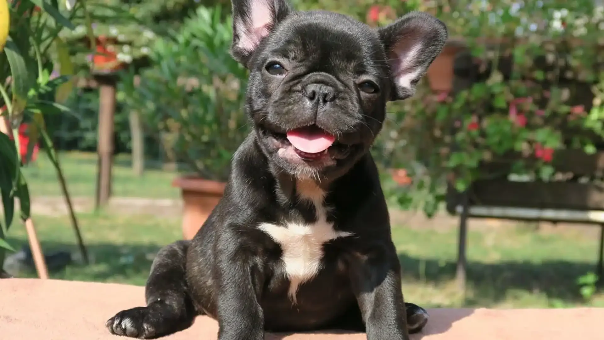 Brindle French Bulldog puppy outdoors.