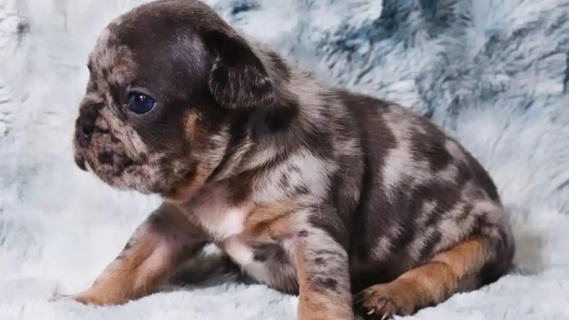 Merle French Bulldog sitting on a blanket.