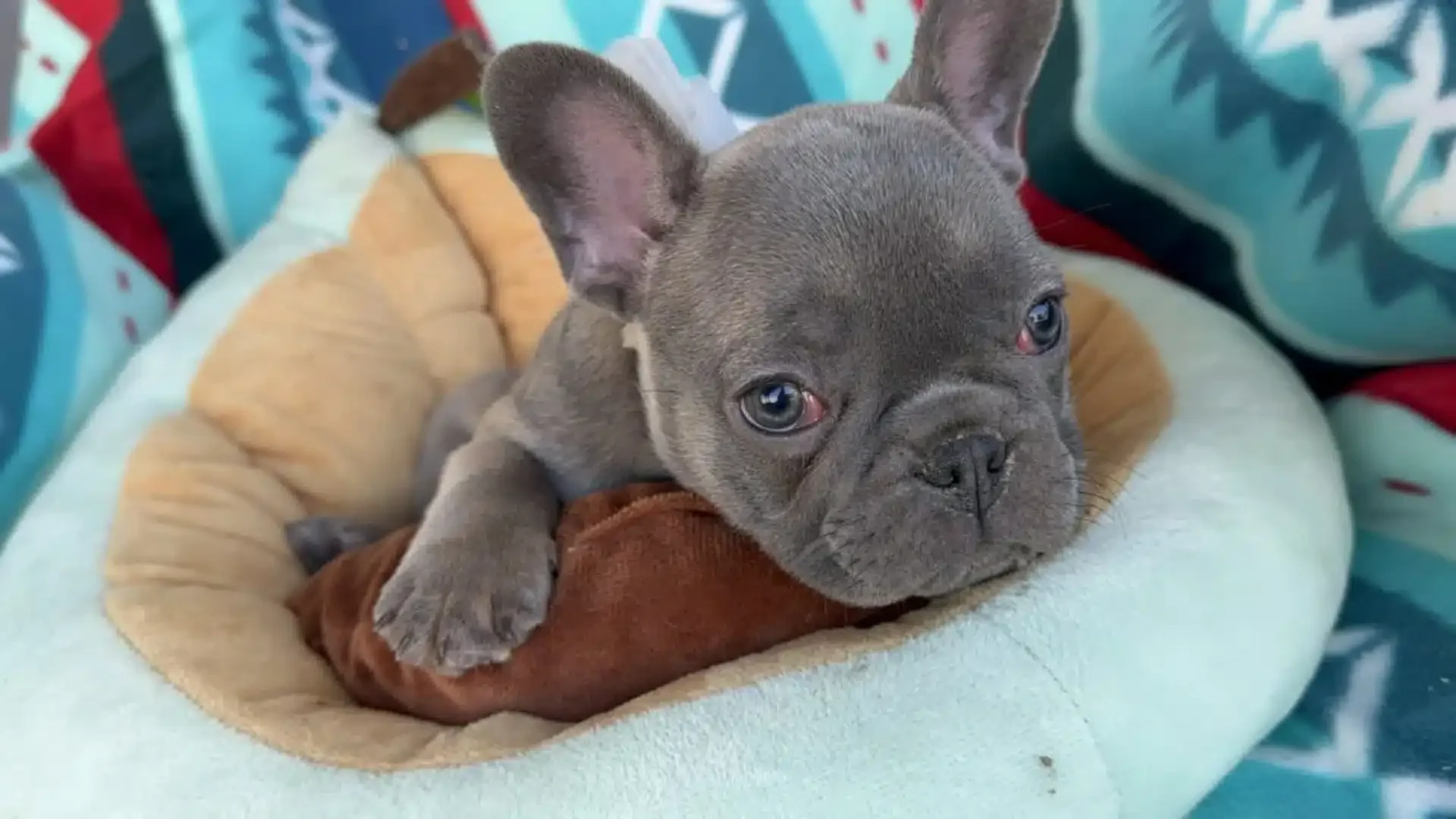 Sable French Bulldog resting.