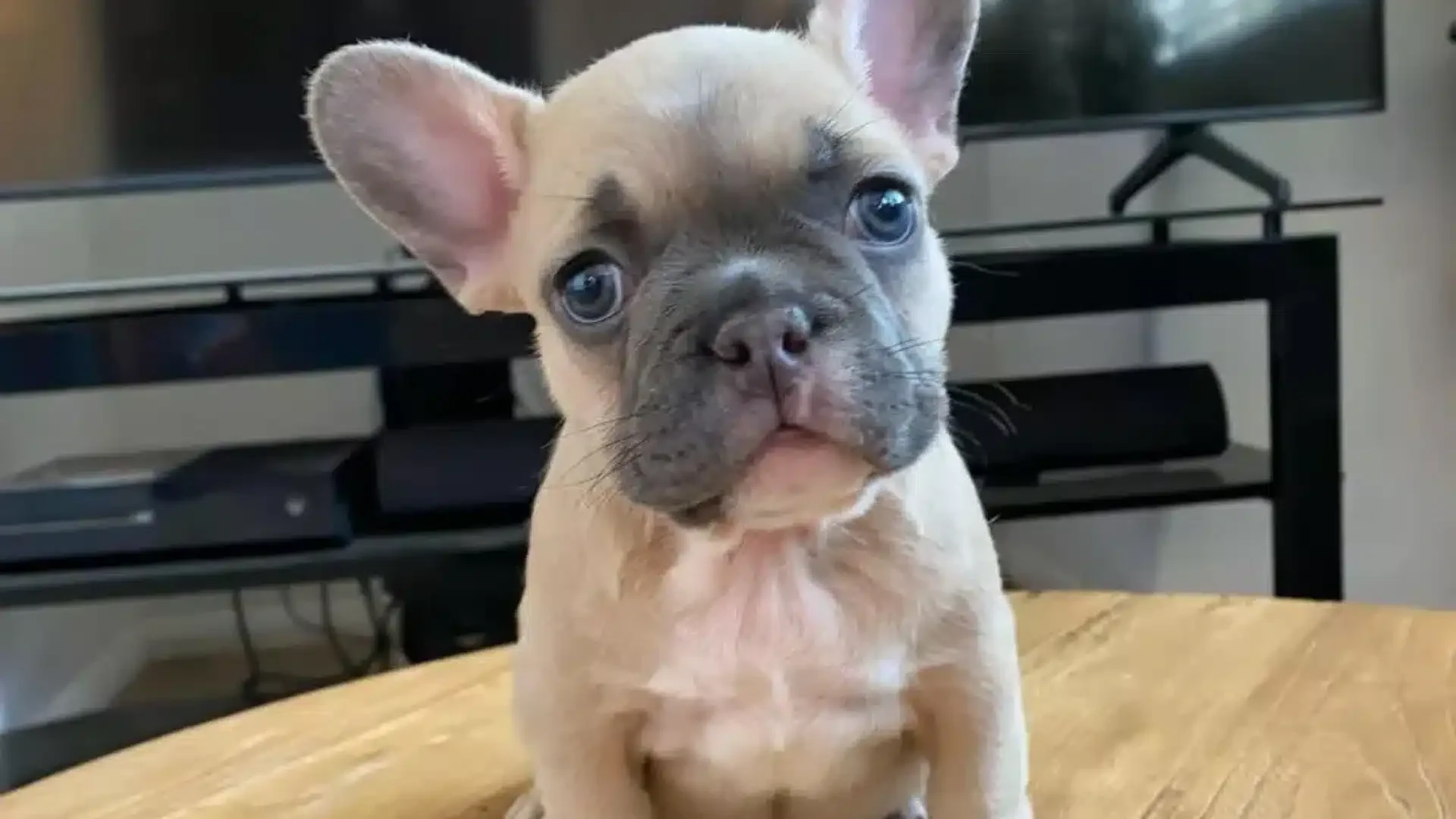 Fawn French Bulldog portrait.