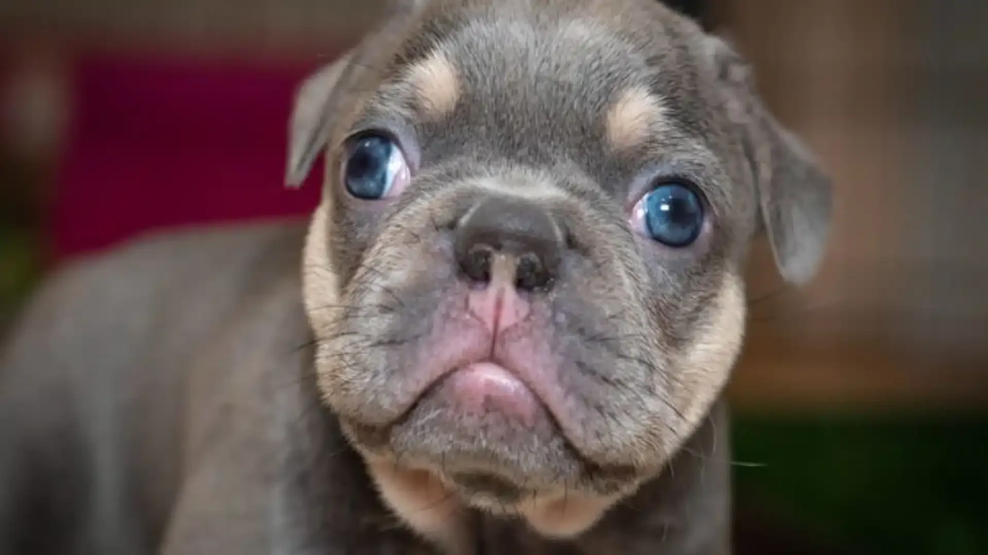 Lilac French Bulldog close-up.