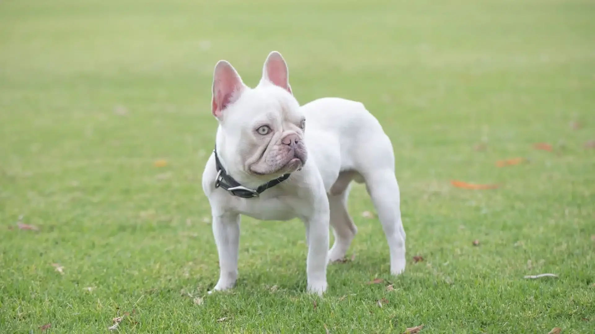 Platinum French Bulldog alert.