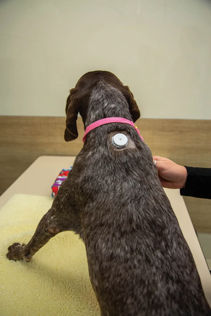 Evolving Use of Continuous Glucose Monitors in Veterinary Diabetes Management