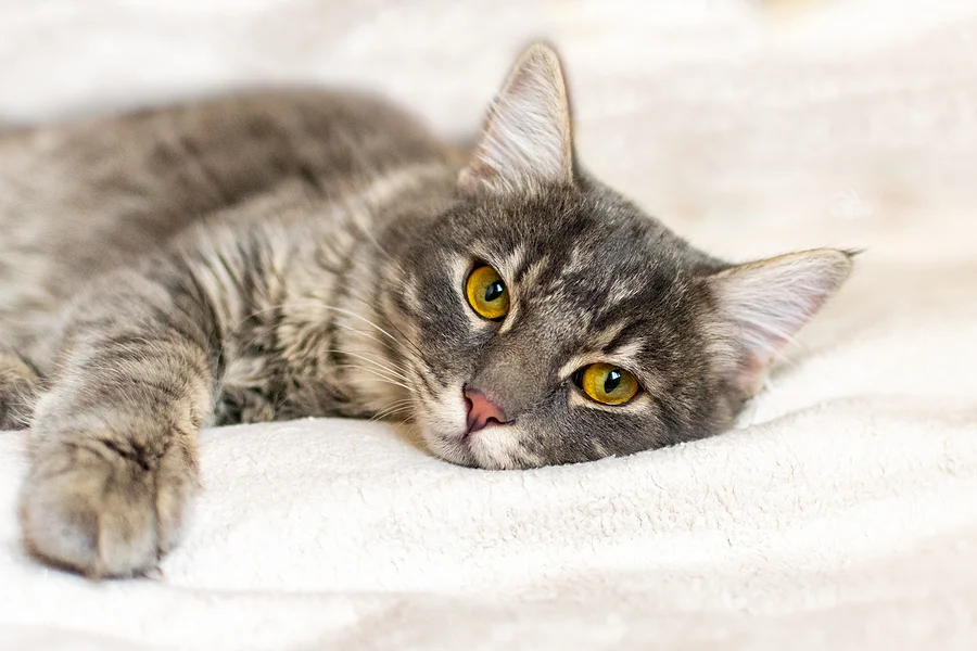 Advancements in Diagnosing Feline Infectious Peritonitis: The Role of MF-ICC