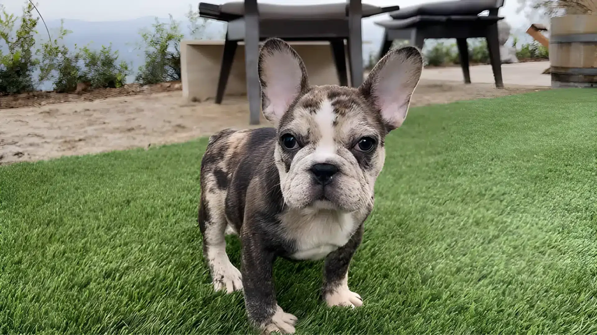 Understanding the Unique Appeal of Chocolate Merle French Bulldogs