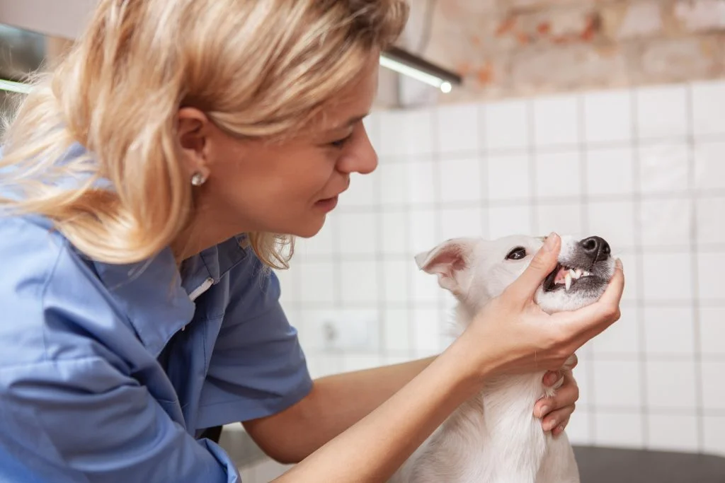 WSAVA Unveils Updated Global Dental Guidelines for Veterinary Professionals