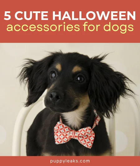 5 Cute Halloween Accessories For Dogs