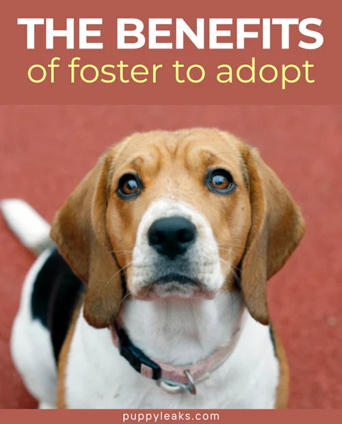 Why Fostering to Adopt a Dog Can Be the Best Choice for Future Pet Owners