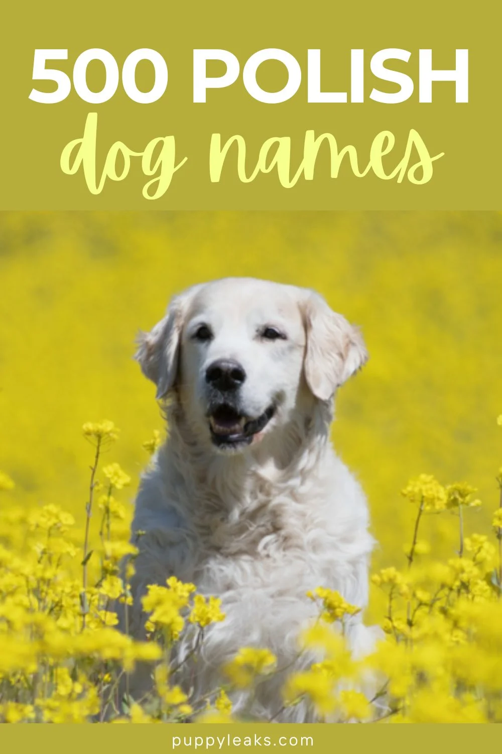 500 Polish Dog Names