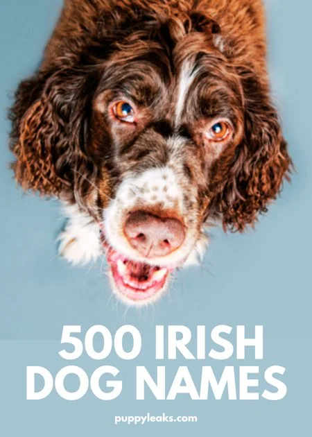 500 Irish Dog Names