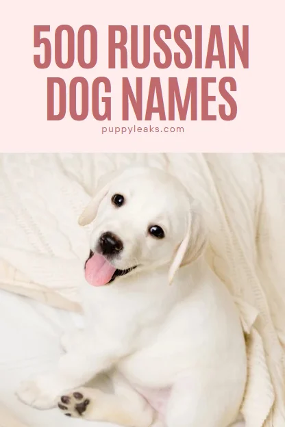 A Comprehensive List of 500 Unique Russian Dog Names
