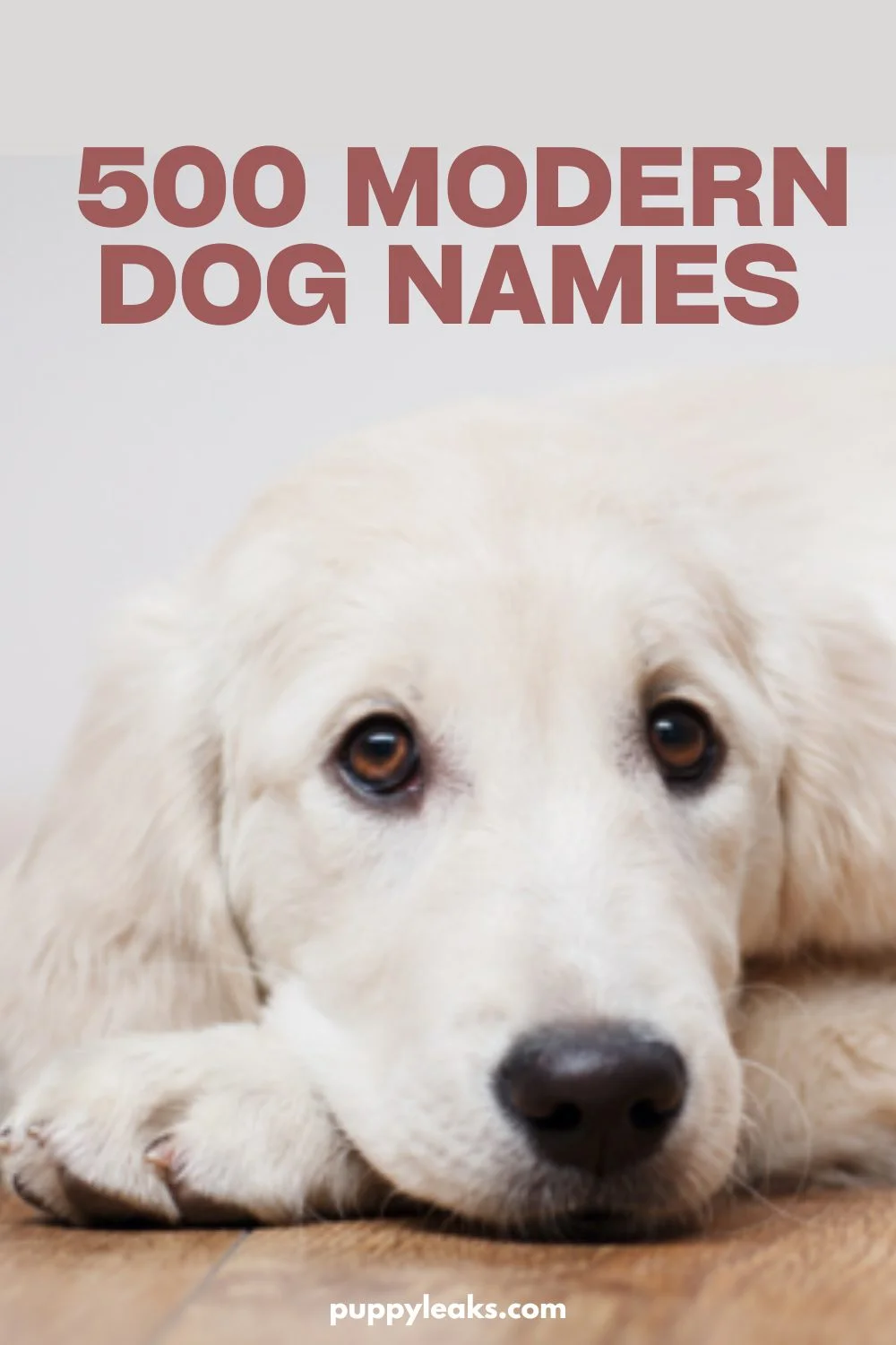 Contemporary Dog Names: 500 Trendy Options for Your New Pet