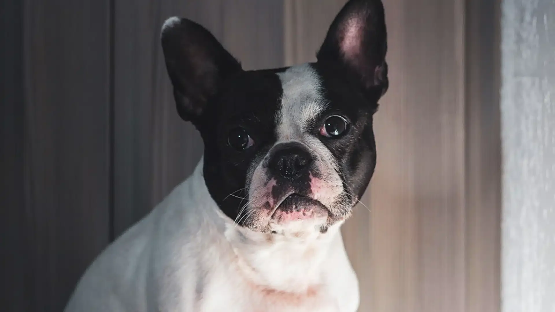 Understanding the Frenchton: Characteristics, Care Tips, and Health Insights