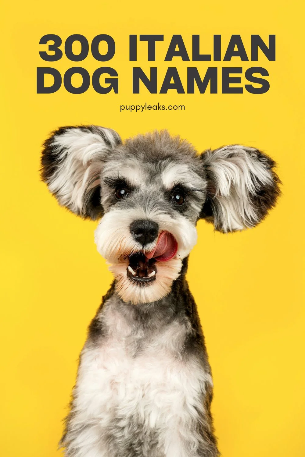 Charming Italian Names for Your New Dog: A Comprehensive List