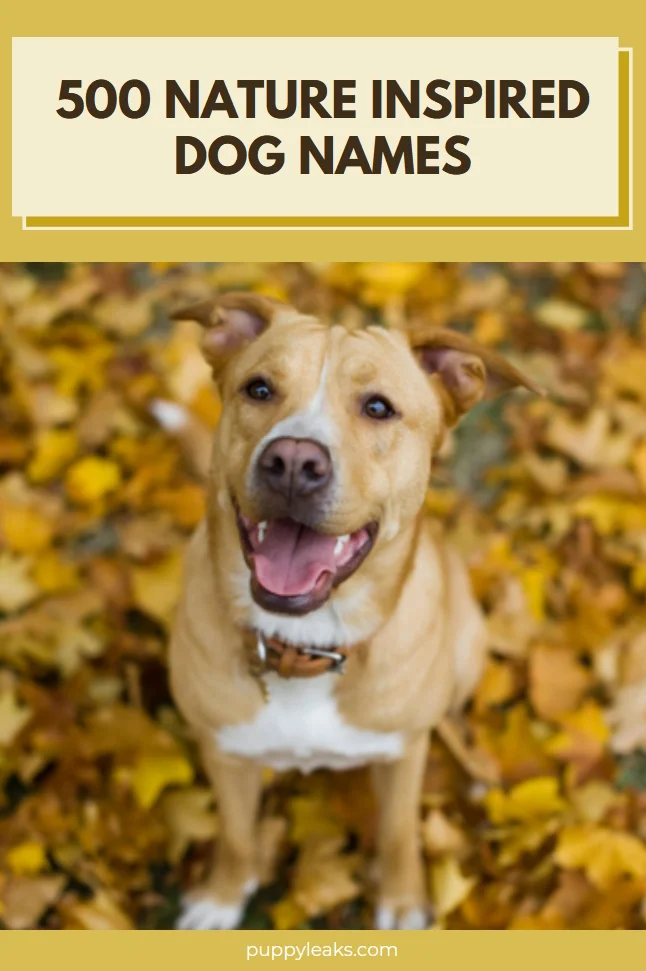 Explore 500 Unique Nature-Themed Names for Your Dog
