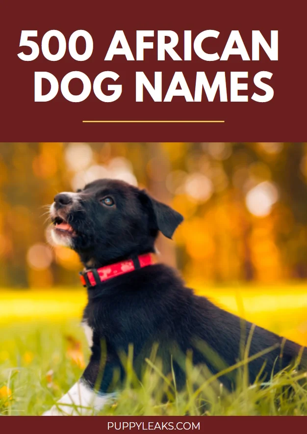 Distinctive African-Inspired Names for Your Dog
