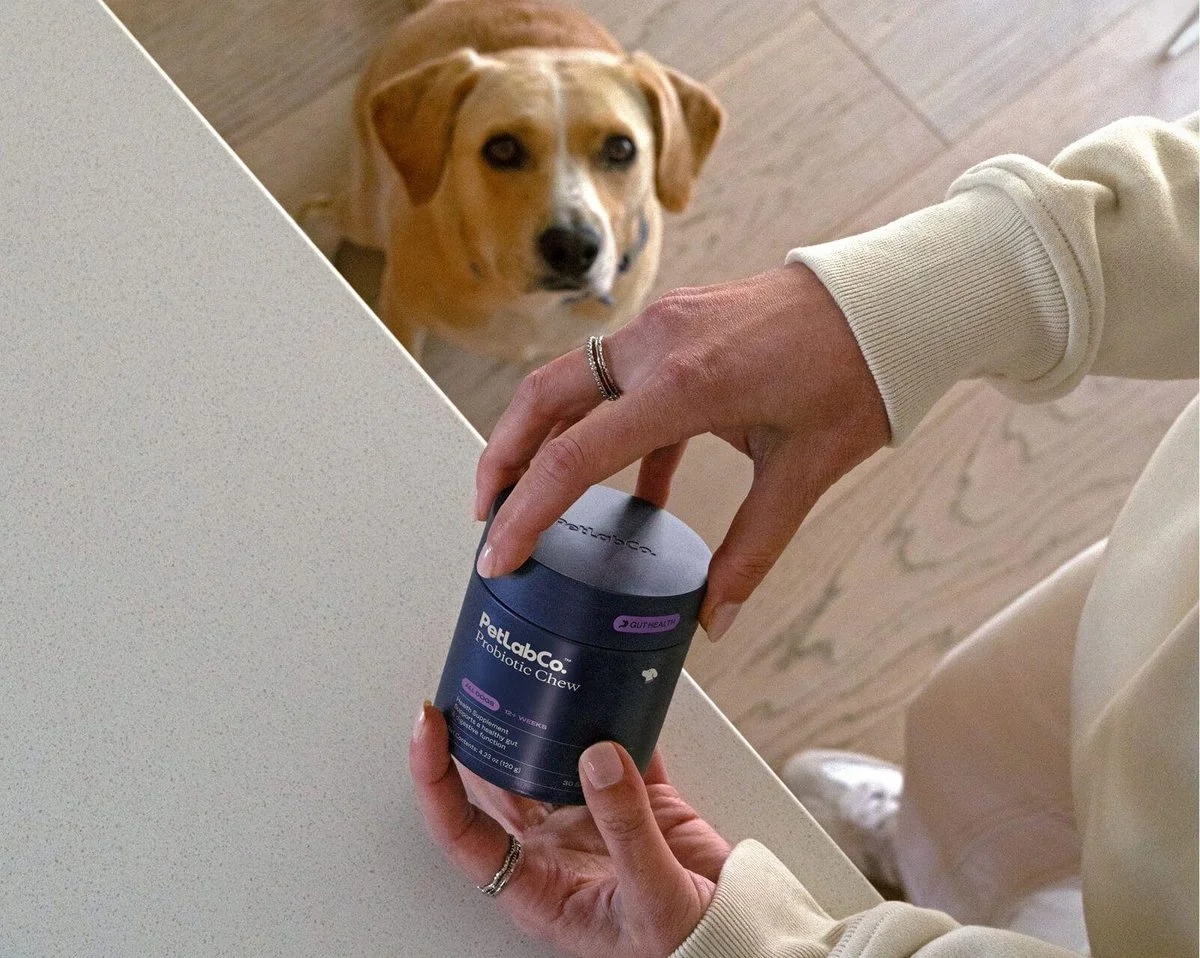 Key Considerations for Probiotic Use in Dogs: Purpose, Duration, and Veterinary Guidance