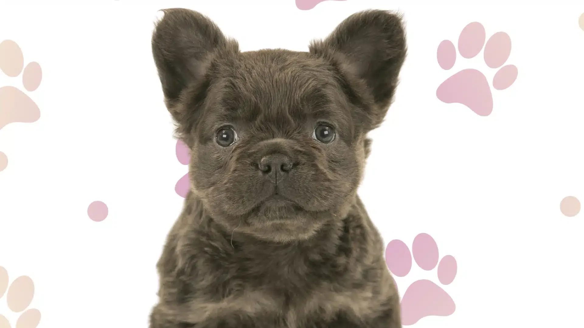 Understanding the Unique Appeal of Long-Haired French Bulldogs