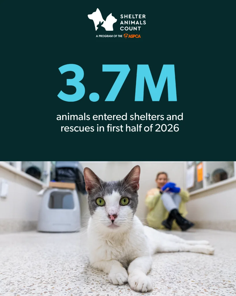 Mid-Year 2026 Insights: Understanding Shelter Trends in Animal Welfare