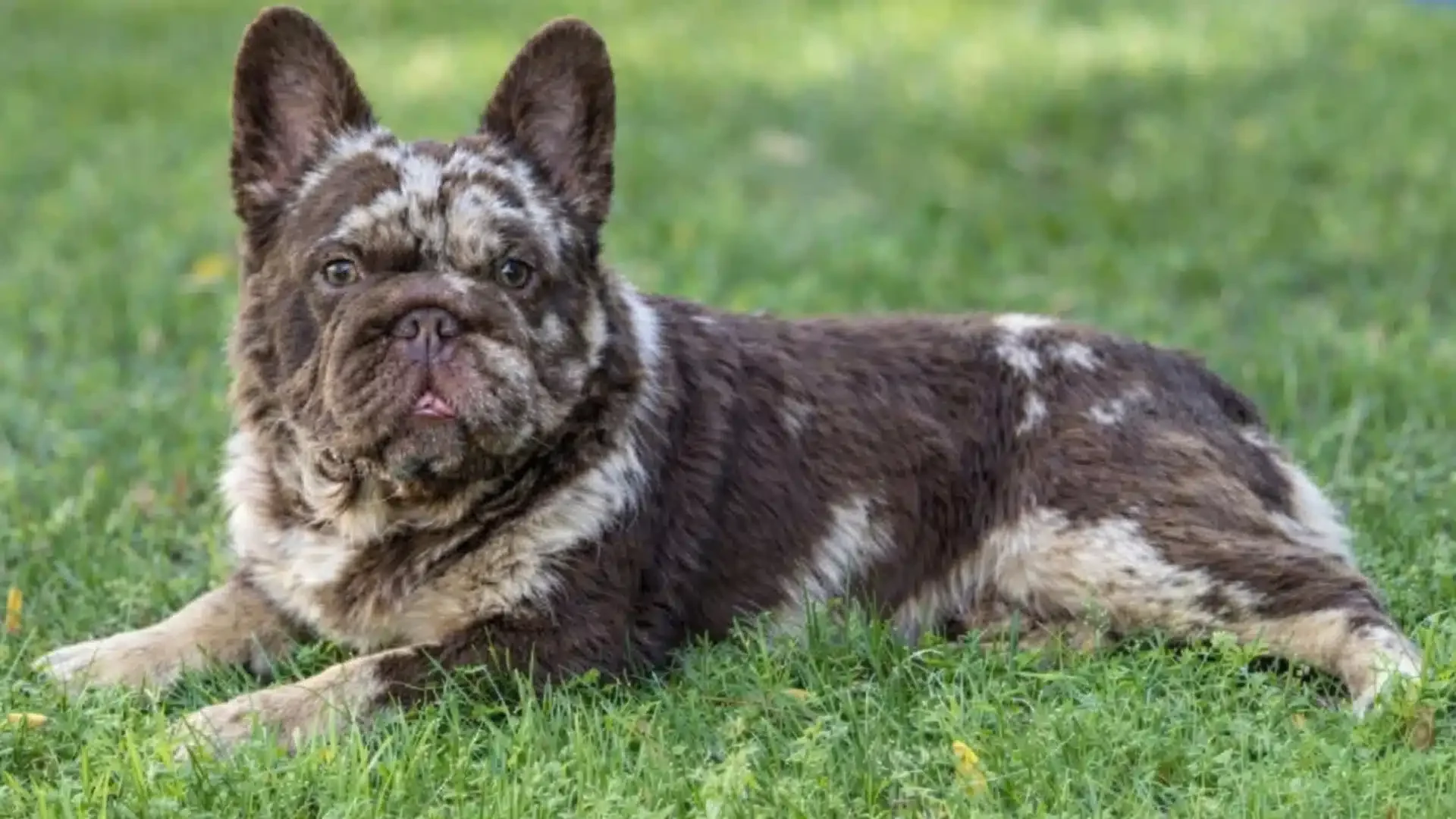 Chocolate Merle French Bulldog on green grass