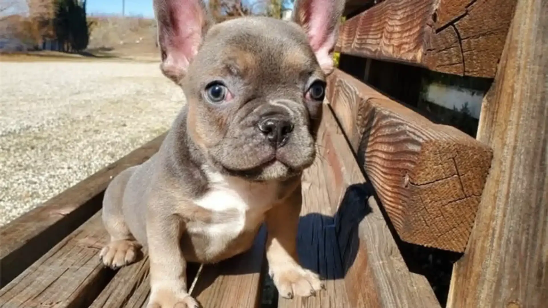 Blue Sable French Bulldog puppy outdoors