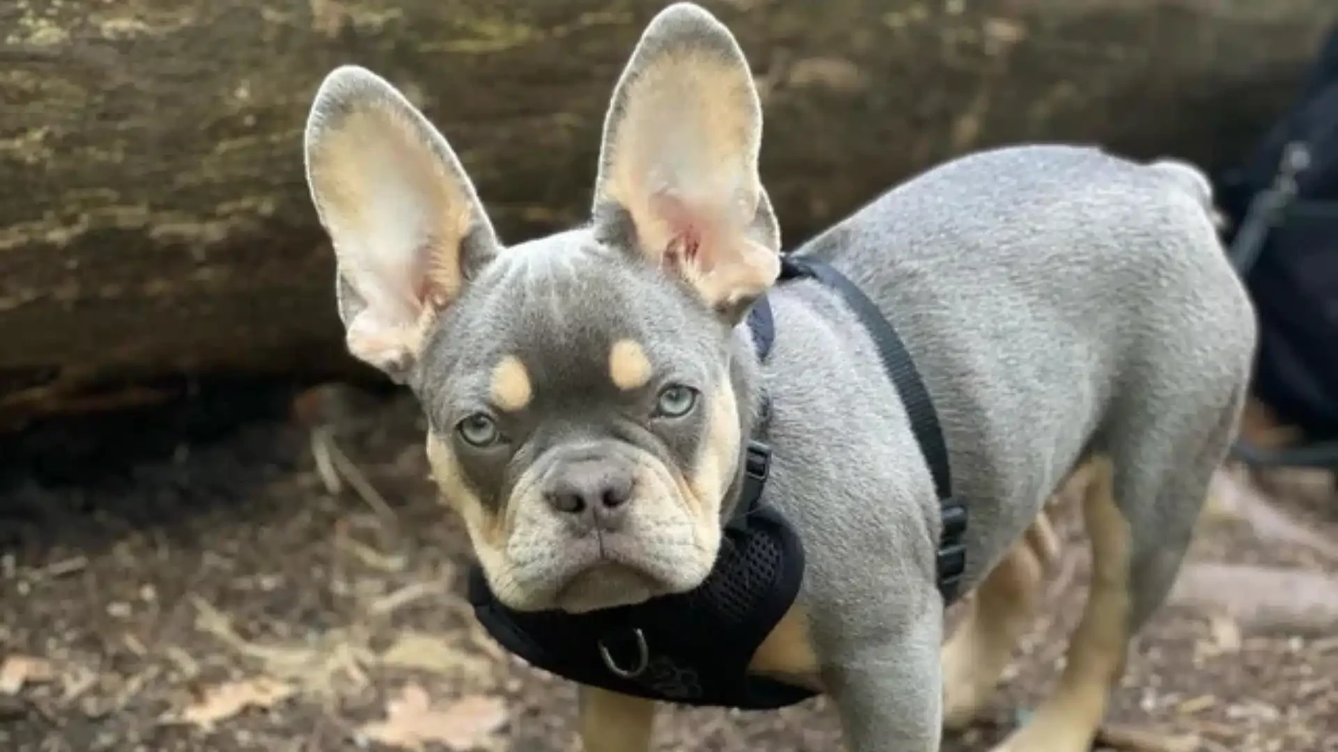 Isabella French Bulldog puppy