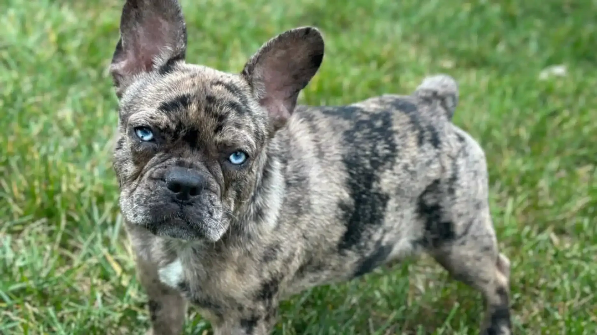 Blue Merle French Bulldog puppy outdoors