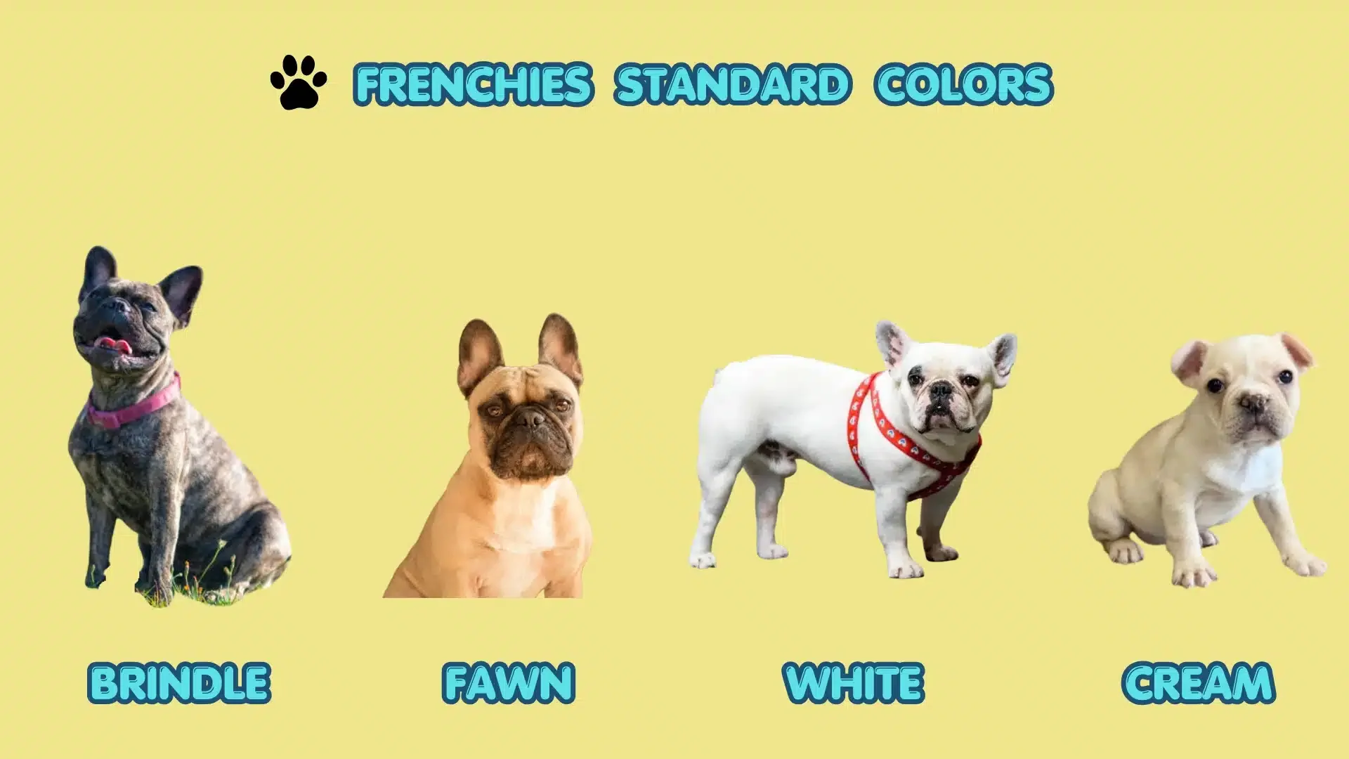 Understanding the Intricacies of Rare French Bulldog Colors