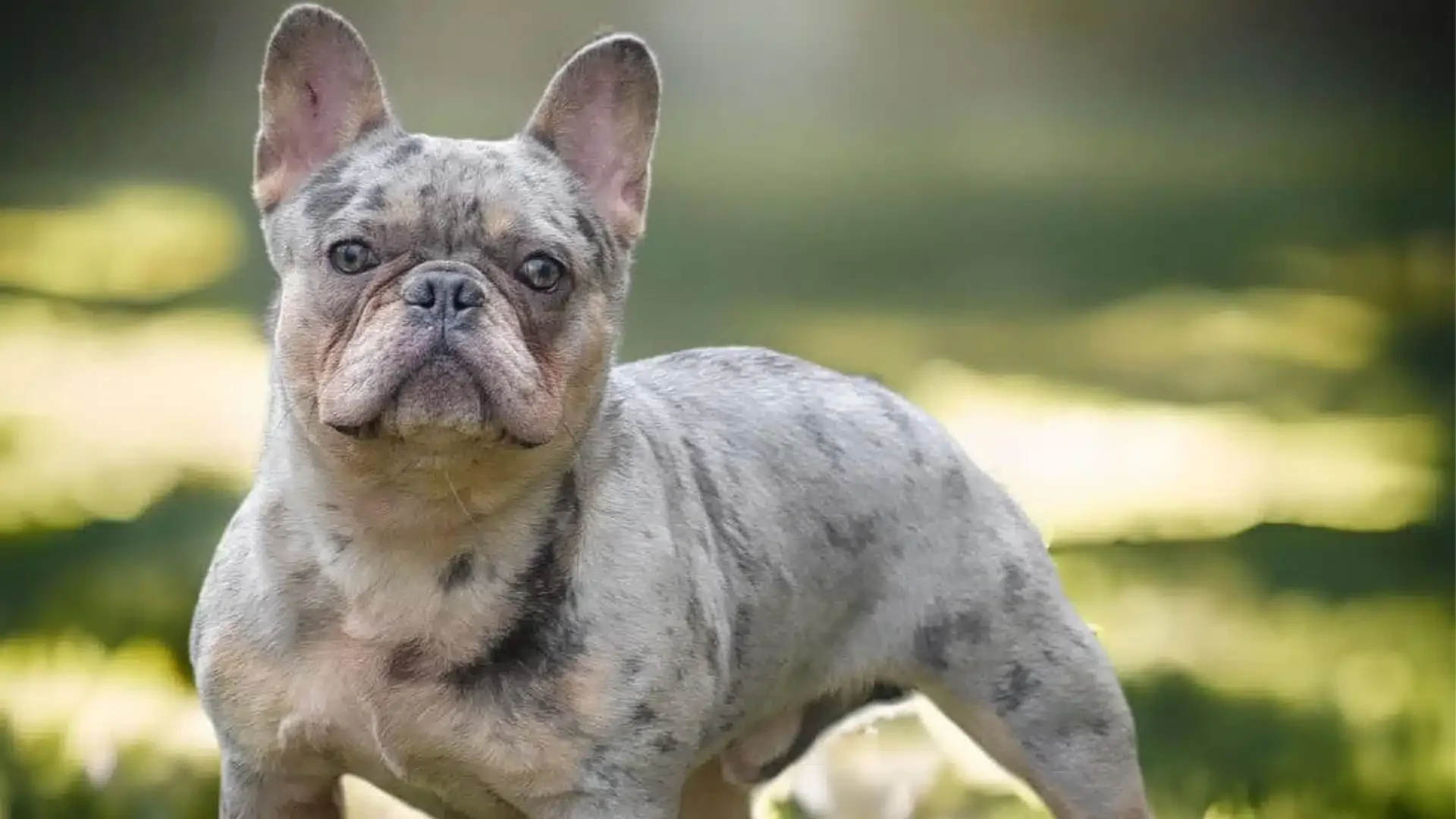Lilac Merle French Bulldog