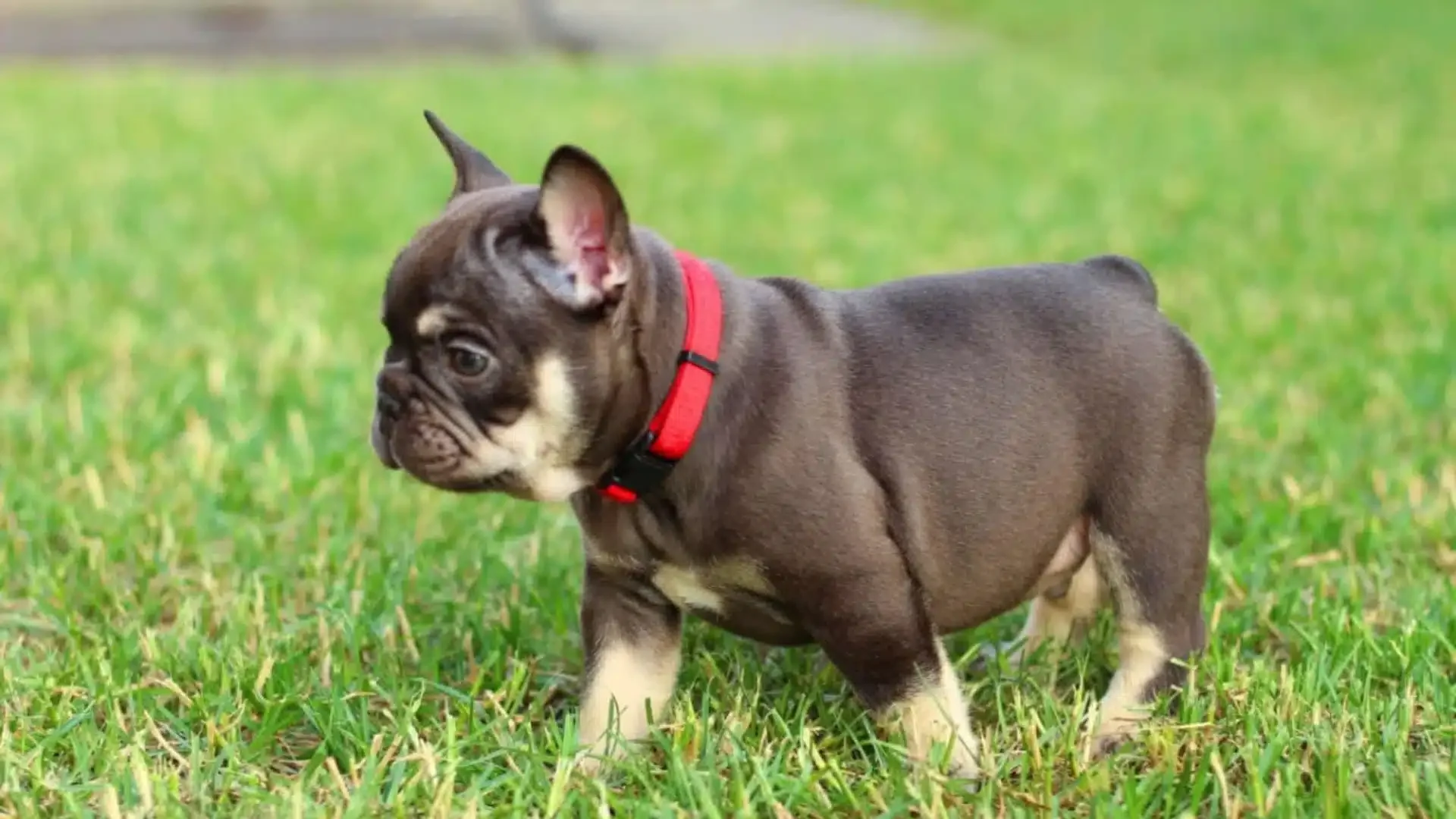 Chocolate and Tan French Bulldog puppy