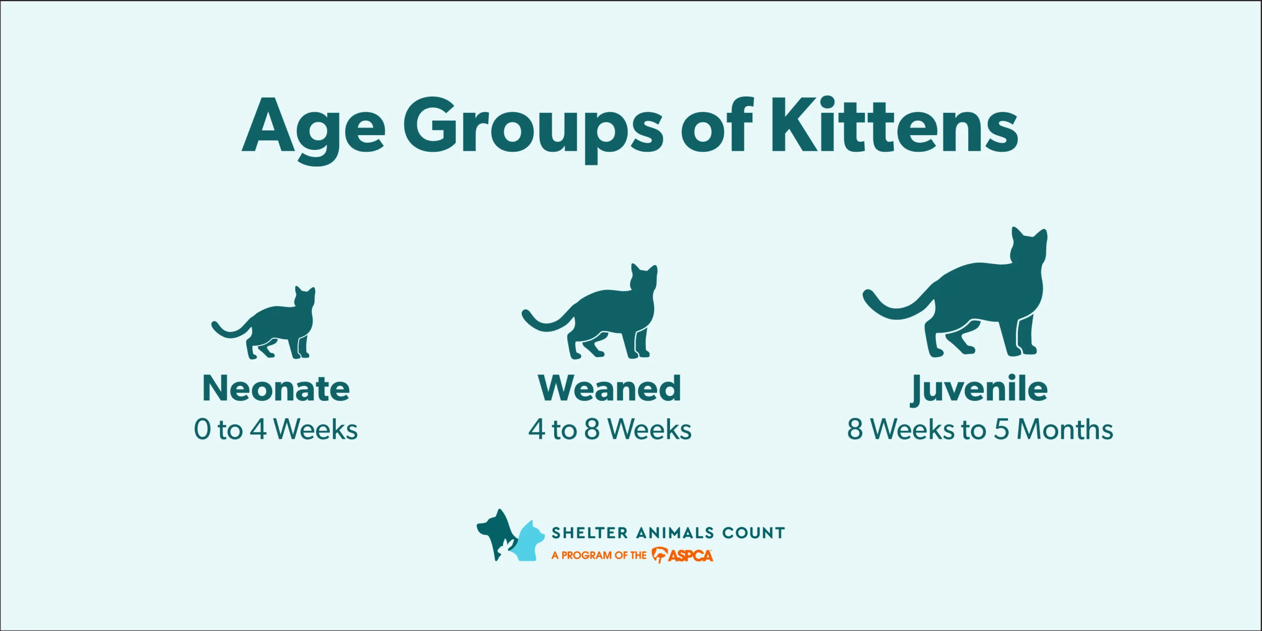 2025 Kitten Trends: Key Insights for Shelters and Rescue Organizations