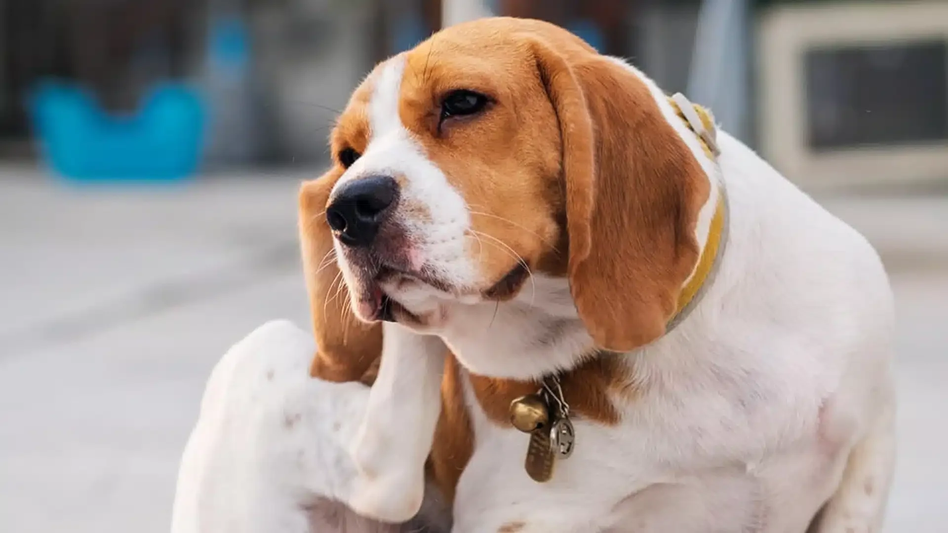 Effective Home Remedies for Managing Dog Ear Infections