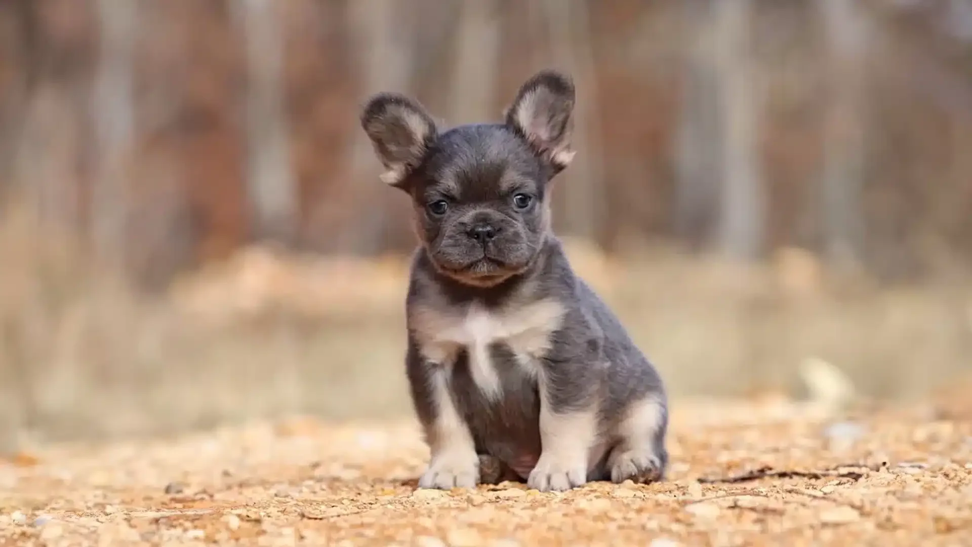 Understanding French Bulldog Traits: A Deeper Look at Their Distinct Personalities