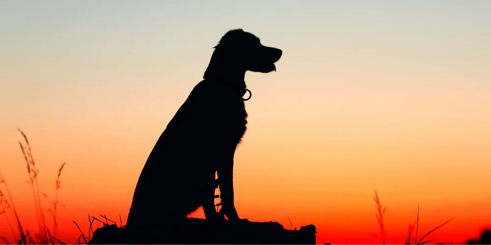 Essential Guide for Navigating the Loss of Your Beloved Dog